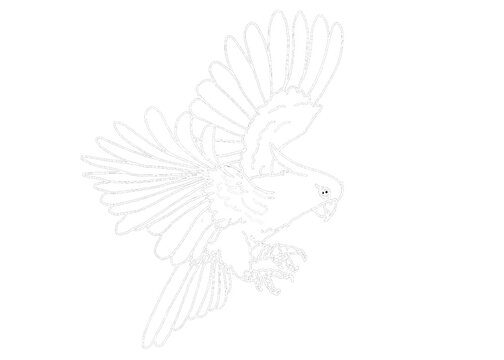 recommend clip art: Illustrator Of A Parrot - Cockatoo - kakatua illustration - white line art