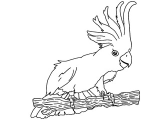 Illustrator Of A Parrot - Cockatoo - kakatua illustration © Arief