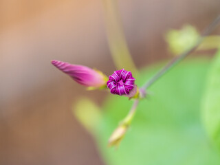 Closed flower of Ipomoea purpurea. Morning glory abode.