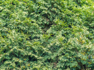 Thuja branches close-up. Thuja branch background