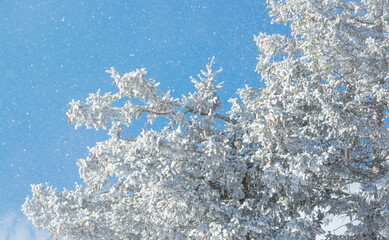 Fototapeta premium View of spruce branches with frost