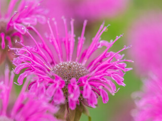 Fototapeta premium Brilliant pink bee balm plant, monarda didyma, highlighted by the morning sun.