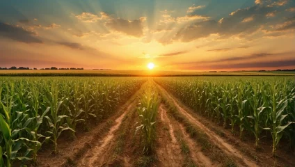 Foto op Canvas Sunset over rural farm field with barley and corn crops  © noah