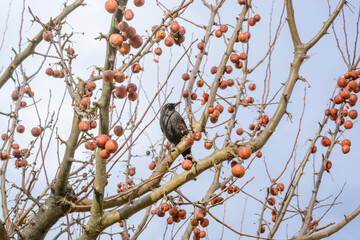 Blackbird on an apple tree branch in winter