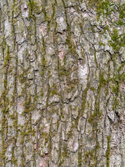 Texture of the bark of an old apple tree, background.