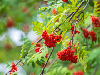 A bunch of red rowan in autumn leaves.