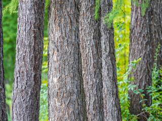Larch tree trunk grey rough bark texture on sunny day