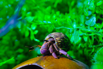 Macro Photography. Animal Close up. Macro shot of a large pet hermit crab, Coenobita violascens, purple - orange in color, walking in the crabitat. Macro Photos of Exotic Animals