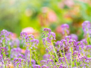 Verbena bonariensis flowers, Argentinian Vervain or Purpletop Vervain, Clustertop Vervain, Tall Verbena, Pretty Verbena, in garden