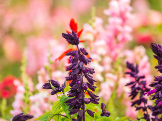 Pink flowers in the garden called Snapdragon or Antirrhinum majus or Bunny rabbits.