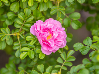 Blooming rosehip flower, beautiful pink flower on a bush branch. Beautiful natural background of blooming greenery.