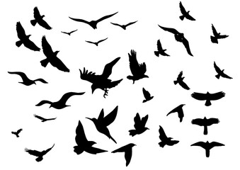 set of silhouettes of birds
