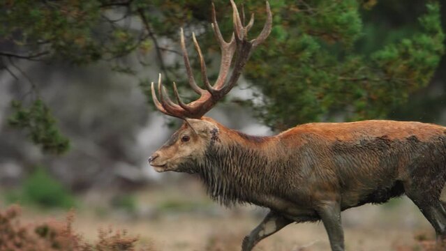 Close up of a very large red deer buck with a huge rack of antlers and covered in mud trotting through evergreen forest, slow motion