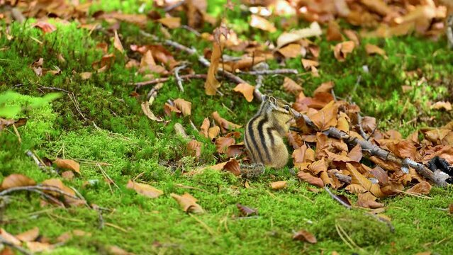 Chipmunk squirrel in the forest