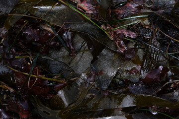 Seaweed