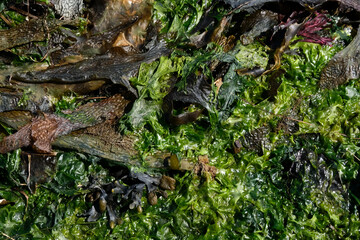 Seaweed