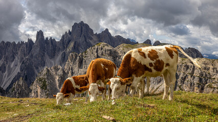 Fototapeta na wymiar die drei Zinnen - Dolomiten - Italien