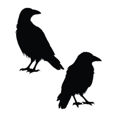 Raven Silhouette on White