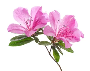 Keuken spatwand met foto Azaleas flowers with leaves, Pink flowers isolated on white background with clipping path © Dewins