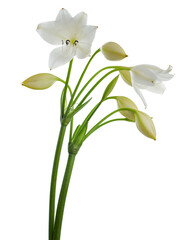 Crinum moorei flowers, Natal Lily, White Lily isolated on white background   