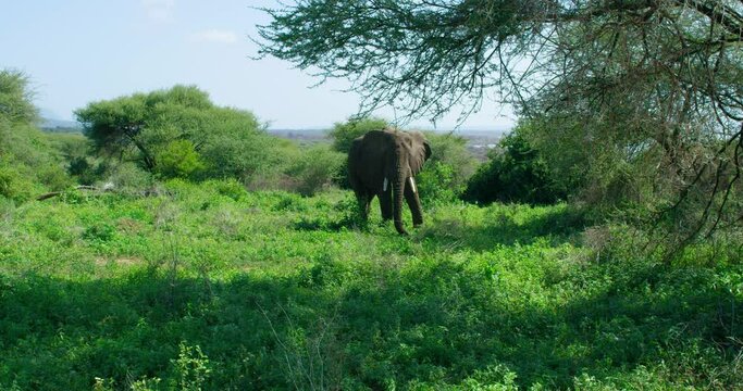Slow motion shot of an elephant grabs grass with his trunk and eats it