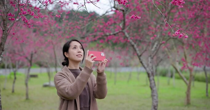 Woman use of cellphone to take photo on sakura tree