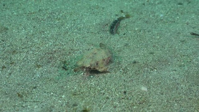 Sea moth moving over sand on ocean floor in the Red Sea
