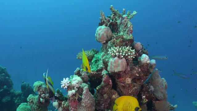 Yellow butterflyfish in front of coral rock with blue ocean in the background