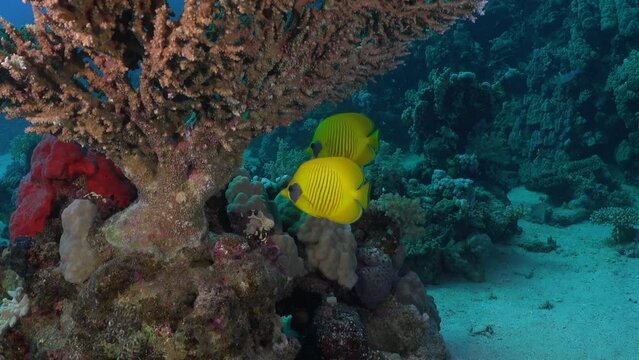 Two yellow butterflyfish swimming around table coral