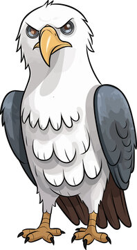 Bald Eagle illustration