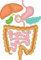 内臓　消化器官　イラスト