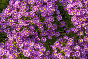 Close-up of the pink-flowering herbaceous perennial aster symphyotrichum novi-belgii rosenwitchel. Floral background, autumn purple flowers. Flowers of Symphyotrichum novi-belgii. Selective focus.