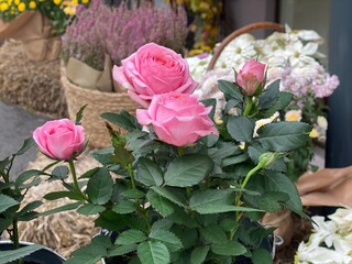 Bouquet of pink roses in a basket.