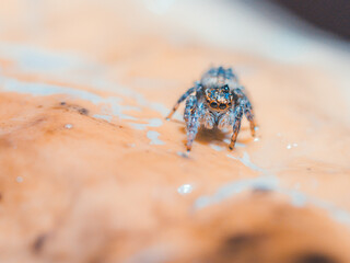 Obraz premium spider on a mushroom