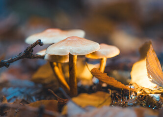 mushroom in the forest