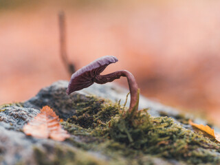 mushroom and moss on rock