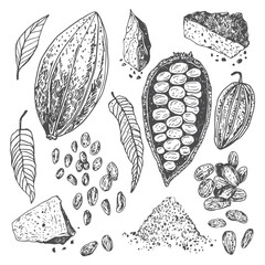 Cocoa beans chocolate hand drawn vector illustration