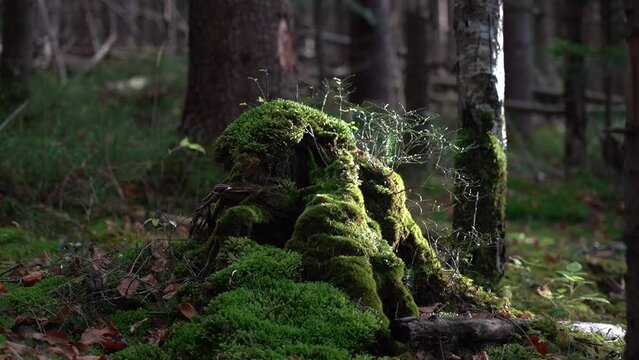 Tree stump covered with moss slowly decaying in the forest.  Trails in Carpathian Mountains, Ukraine