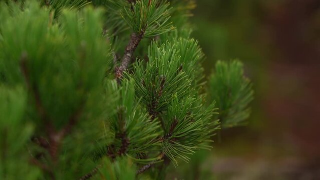 Dwarf mountain pine (Pinus mugo) forest on the high mountain plateaus, close up view. Trails in Carpathian Mountains, Ukraine