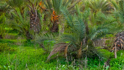 Fototapeta premium Date palm forest in Cyprus. Tropical nature.