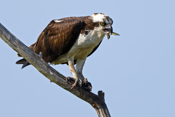 Osprey In Tree with a Mouthful of Fish
