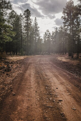 Wide dirt road in pine tree forest near Flagstaff Arizona near sunset with clouds