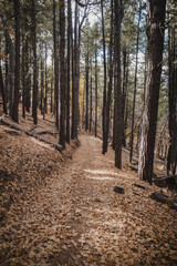 Leaf covered ATV trail in Coconino National Foerst in Flagstaff Arizona in fall with tall pine trees