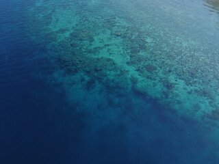 Tranquil Underwater Scenery: Peaceful Marine Life in Clear Blue Ocean