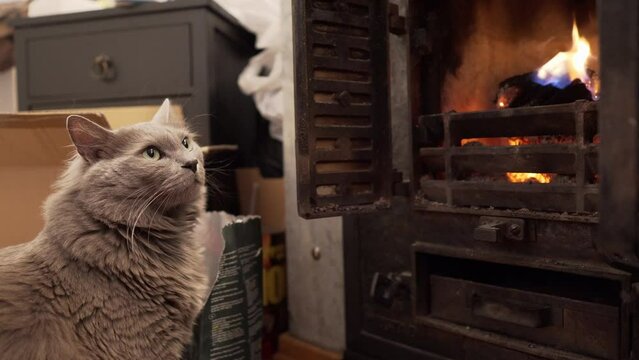Static shot of Nebelung cat sitting next to chimney trying to warm up.