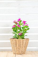 Pink flower bouquet pot on wood table, white wall background with copy space, still life. Women's day or festive flora home decor, basket pot home decoration. Periwinkle Madagascar (rosea vinca tree)