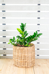 Zamioculcas zamiifolia or Zanzibar gem, ZZ plant in basket on wooden table, white wall background. Green leaf flower pattern for home interior design. Garden and house concept