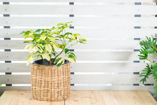 Schefflera arboricola on wooden table, white wall background. Schefflera actinophylla, octopus tree in basket, indoor flower pot houseplant.  Umbrella tree plant, beautiful interior home design.