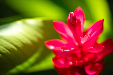 Fototapeta premium close up of red flower