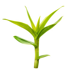 Obraz premium Orchid green leaf